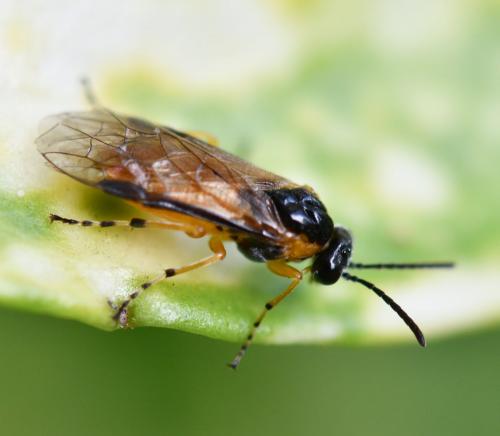 Athalia cordata
